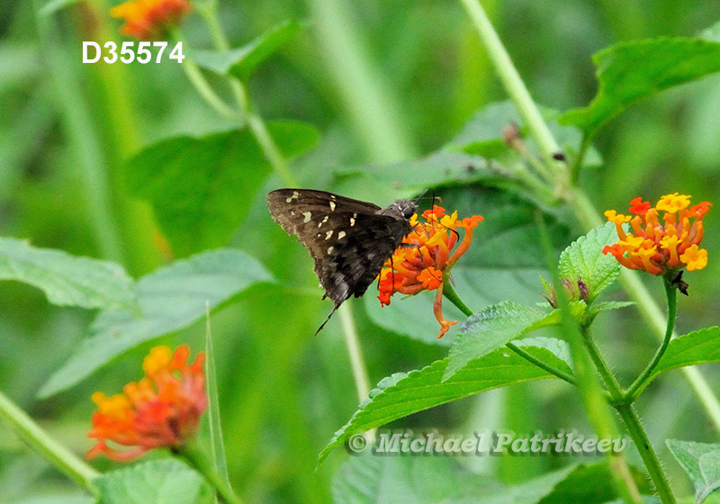 Dorantes Longtail (Urbanus dorantes)